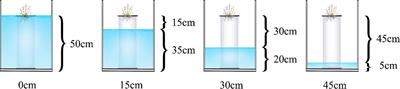 Response of the photosynthetic characteristics and antioxidant system of Suaeda salsa to the changes of underground brine depth